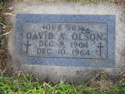 David A Olson